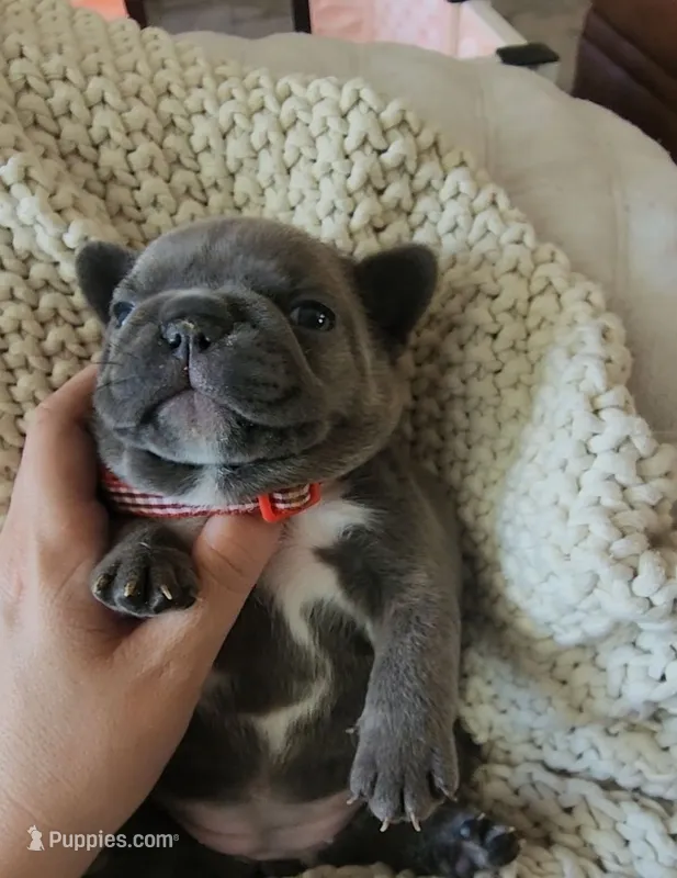 Red – French Bulldog puppy for sale in El Paso, TX