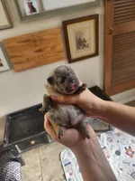 Yellow, a female French Bulldog for sale in El Paso, TX – 4 of 9