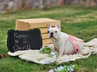 Yellow, a female French Bulldog for sale in El Paso, TX – 9 of 9