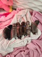 Blue, a male French Bulldog for sale in El Paso, TX – 7 of 10