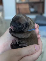 Blue, a male French Bulldog for sale in El Paso, TX – 4 of 10