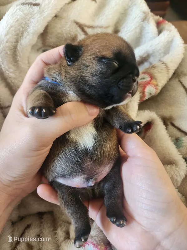 Blue – French Bulldog puppy for sale in El Paso, TX