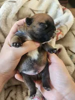 Blue, a male French Bulldog for sale in El Paso, TX – 1 of 10