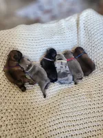Green, a male French Bulldog for sale in El Paso, TX – 6 of 8