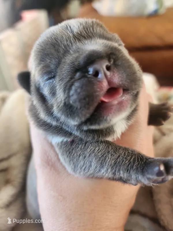 Red – French Bulldog puppy for sale in El Paso, TX