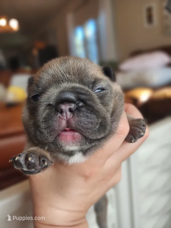 Green – French Bulldog puppy for sale in El Paso, TX