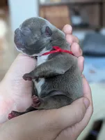 Red, a female French Bulldog for sale in El Paso, TX – 4 of 9
