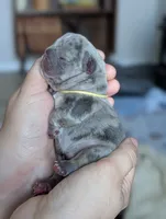 Yellow, a female French Bulldog for sale in El Paso, TX – 5 of 9