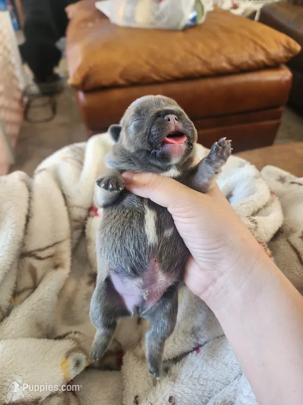 Green – French Bulldog puppy for sale in El Paso, TX