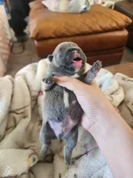 Green, a male French Bulldog for sale in El Paso, TX – 1 of 8