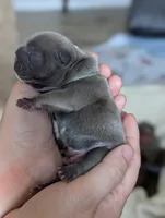 Green, a male French Bulldog for sale in El Paso, TX – 2 of 8