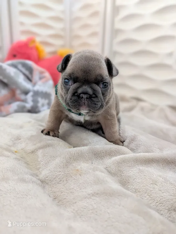 Green – French Bulldog puppy for sale in El Paso, TX