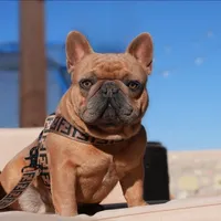 Green, a male French Bulldog for sale in El Paso, TX – 7 of 8