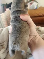Red, a female French Bulldog for sale in El Paso, TX – 2 of 9
