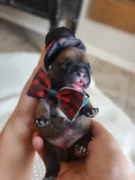Blue, a male French Bulldog for sale in El Paso, TX – 2 of 10