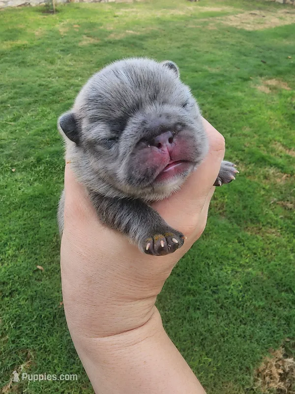 Yellow – French Bulldog puppy for sale in El Paso, TX