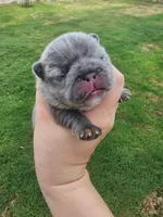 Yellow, a female French Bulldog for sale in El Paso, TX – 1 of 9