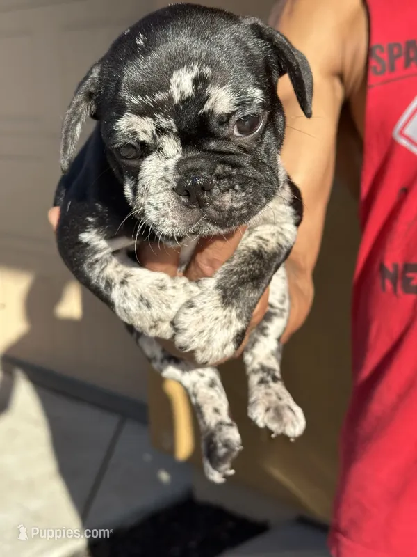  *NEGOTIABLE* Frenchie boy #2   – French Bulldog puppy for sale in Lathrop, CA