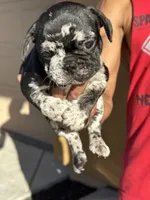  *NEGOTIABLE* Frenchie boy #2  , a male French Bulldog for sale in Lathrop, CA – 1 of 2
