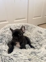 Frenchie girl #1, a female French Bulldog for sale in Lathrop, CA – 2 of 2