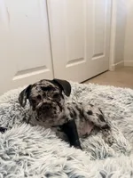 *NEGOTIABLE* Frenchie boy #1, a male French Bulldog for sale in Lathrop, CA – 2 of 2