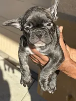 Frenchie girl #1, a female French Bulldog for sale in Lathrop, CA – 1 of 2