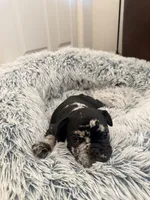  *NEGOTIABLE* Frenchie boy #2  , a male French Bulldog for sale in Lathrop, CA – 2 of 2