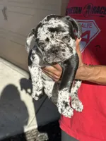 *NEGOTIABLE* Frenchie boy #1, a male French Bulldog for sale in Lathrop, CA – 1 of 2