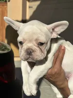 *NEGOTIABLE* Frenchie girl #2  , a female French Bulldog for sale in Lathrop, CA – 2 of 3
