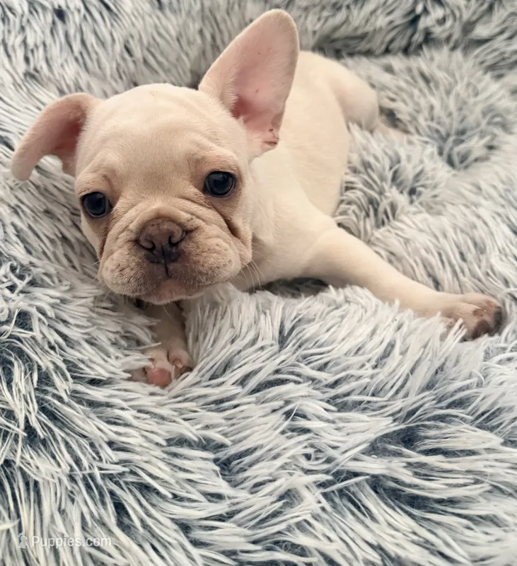 *NEGOTIABLE* Frenchie girl #2   – French Bulldog puppy for sale in Lathrop, CA