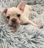 *NEGOTIABLE* Frenchie girl #2  , a female French Bulldog for sale in Lathrop, CA – 1 of 3