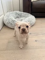 *NEGOTIABLE* Frenchie girl #2  , a female French Bulldog for sale in Lathrop, CA – 3 of 3