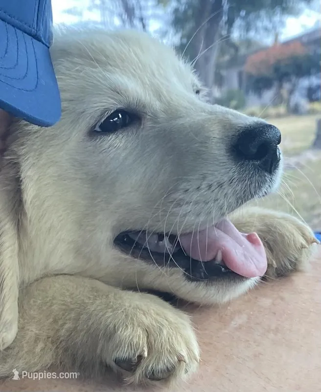 Kiara – English Cream Golden Retriever puppy for sale in Orlando, FL