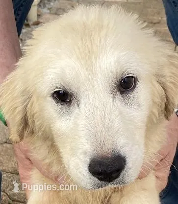 Kiara – English Cream Golden Retriever puppy for sale in Orlando, FL