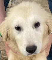 Kiara, a female English Cream Golden Retriever for sale in Orlando, FL – Photo 1 of 2