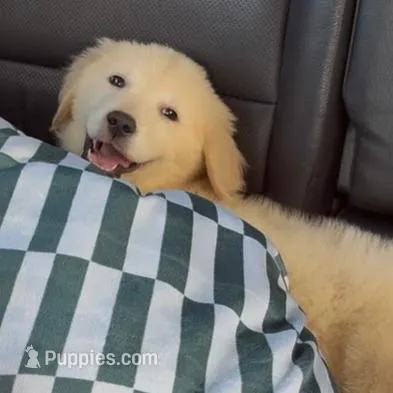 Kiara – English Cream Golden Retriever puppy for sale in Orlando, FL