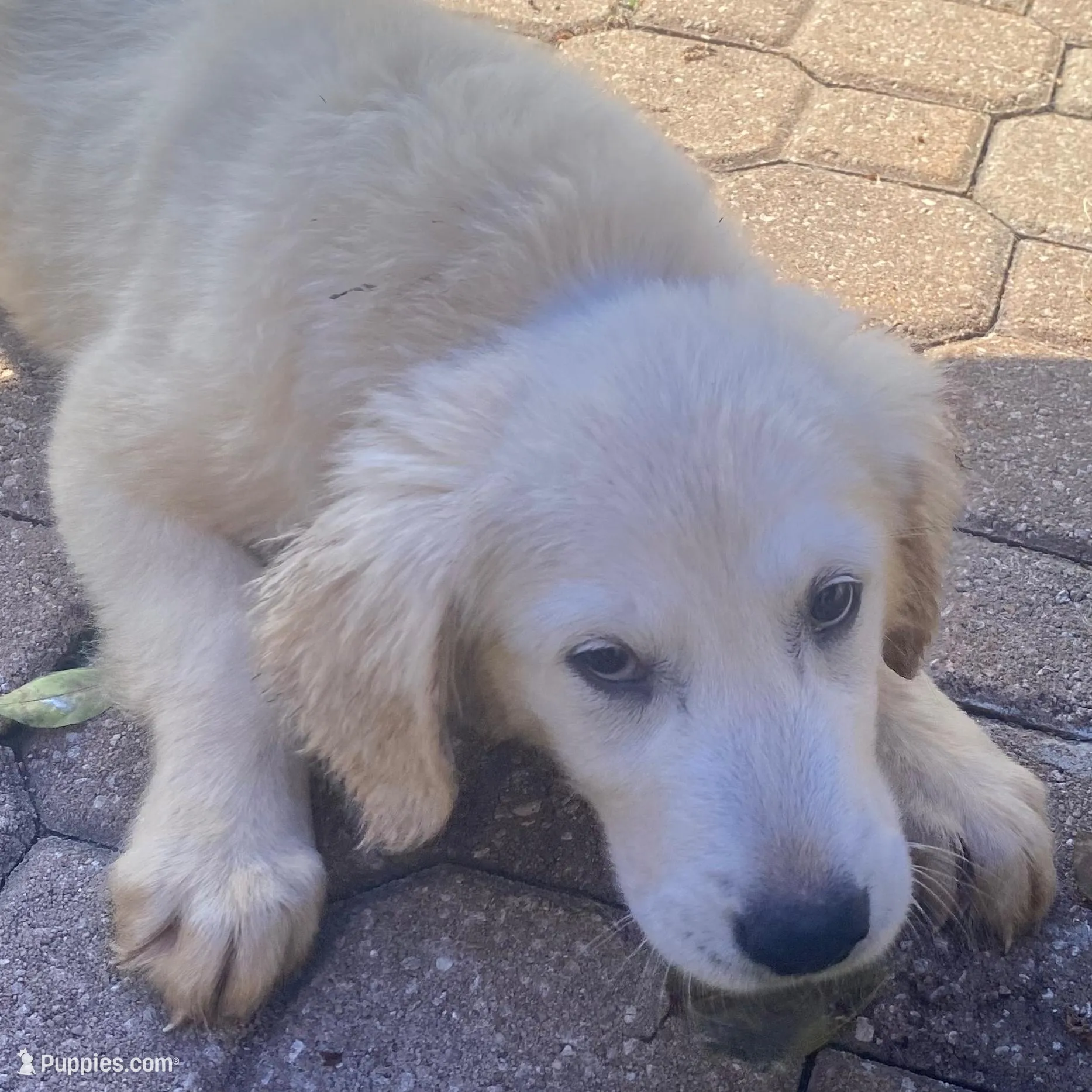 Mylo – English Cream Golden Retriever puppy for sale in Orlando, FL