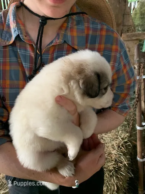 Maple – Great Pyrenees puppy for sale in Bruceton Mills, WV