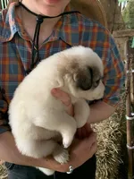Maple, a female Great Pyrenees for sale in Bruceton Mills, WV – 1 of 2