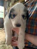 Hazel, a female Great Pyrenees for sale in Bruceton Mills, WV – 2 of 2