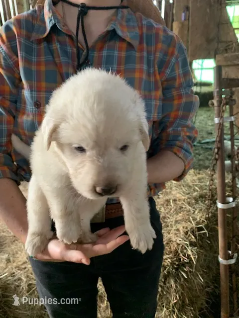 Alder – Great Pyrenees puppy for sale in Bruceton Mills, WV