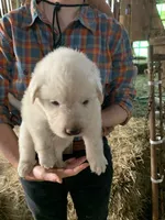 Alder, a male Great Pyrenees for sale in Bruceton Mills, WV – 1 of 1