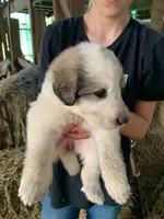 Juniper, a female Great Pyrenees for sale in Bruceton Mills, WV – 2 of 2