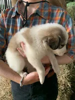 Hazel, a female Great Pyrenees for sale in Bruceton Mills, WV – 1 of 2
