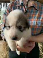 Maple, a female Great Pyrenees for sale in Bruceton Mills, WV – 2 of 2