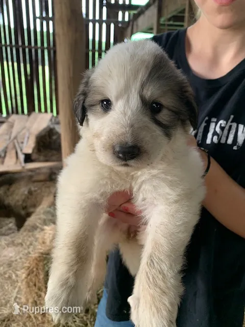 Juniper – Great Pyrenees puppy for sale in Bruceton Mills, WV