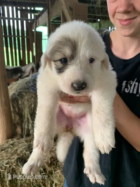 Olive – Great Pyrenees puppy for sale in Bruceton Mills, WV