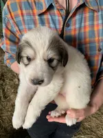 Rowan, a male Great Pyrenees for sale in Bruceton Mills, WV – 1 of 1