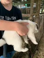 Ash, a male Great Pyrenees for sale in Bruceton Mills, WV – 2 of 2
