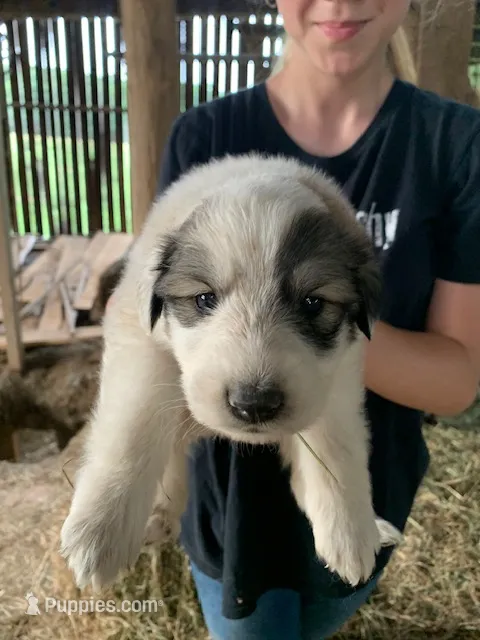 Ash – Great Pyrenees puppy for sale in Bruceton Mills, WV